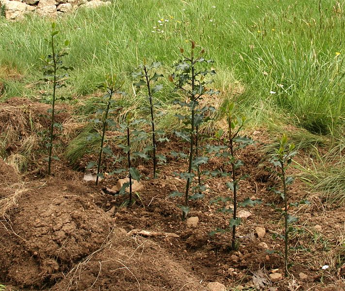 Un artículo publicado en la revista Science, del que es coautor Alejandro Caparrós (IPP-CSIC), describe el avance de los sistemas de contabilidad que integran datos económicos y ambientales Un artículo publicado en la revista Science, del que es coautor Alejandro Caparrós (IPP-CSIC), describe el avance de los sistemas de contabilidad que integran datos económicos y ambientales