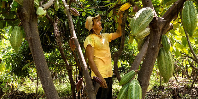 Agricultor piurano revisando la calidad de su cacao orgánico. Foto: CHRISTIAN MARK INGA OSORIO. Concurso Fotografia FONTAGRO 2016 Agricultor piurano revisando la calidad de su cacao orgánico. Foto: CHRISTIAN MARK INGA OSORIO. Concurso Fotografia FONTAGRO 2016