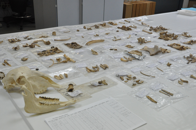 La cueva de Els Trocs en Huesca fue ocupada estacionalmente por los primeros pastores trashumantes documentados en Europa, según se desprende de una investigación en la que trabaja Marta Moreno (IH) La cueva de Els Trocs en Huesca fue ocupada estacionalmente por los primeros pastores trashumantes documentados en Europa, según se desprende de una investigación en la que trabaja Marta Moreno (IH)