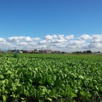 Disponible en Zenodo el informe del Living Lab “Madrid Rural – Parque Agrario de Fuenlabrada”