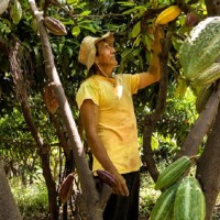 Agricultor piurano revisando la calidad de su cacao orgánico. Foto: CHRISTIAN MARK INGA OSORIO. Concurso Fotografia FONTAGRO 2016 Agricultor piurano revisando la calidad de su cacao orgánico. Foto: CHRISTIAN MARK INGA OSORIO. Concurso Fotografia FONTAGRO 2016