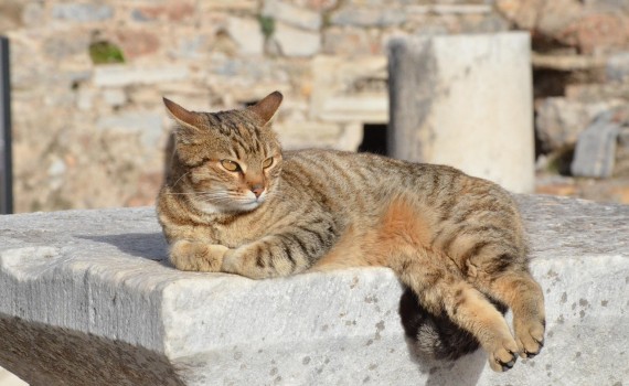 Fuente: Biea via Pixabay